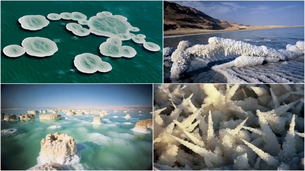 Эти деревья живут в соленой воде. Галобактерии в Мертвом море. Мертвое море бессточное. Экосистема мертвого моря. Археи в Мертвом море.