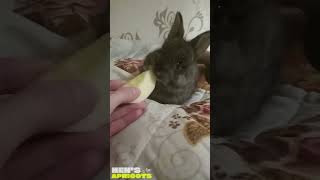 Little rabbit eating an apple🍎