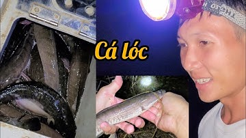 Cắm Câu Mùa Lũ: "Trúng Mánh" - Hốt Trọn Ổ Cá Lóc Khủng! / phương cá tây ninh