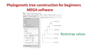 Phylogenetic analysis for beginners using MEGA 11 software