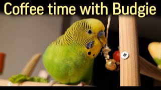 Coffee time with Budgie / Время для кофе с волнистым попугайчиком