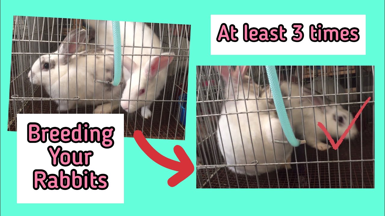 Basic Rabbit Farming about Breeding YouTube