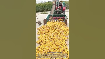 Inside Modern Corn Processing: From Harvest to Grain in One Machine