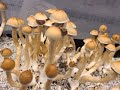 Home mycology mushroom cultivation cliffs notes stepbystep spore to spore