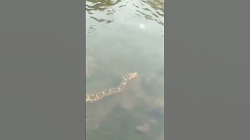 Indian rock python | Python snake 🐍 | non venomous snakes