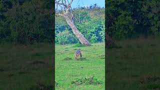 What is the Jackal Eating? 😱😱 #Wildlife #Safari