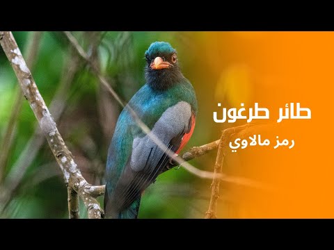 رحلة مذهلة لاكتشاف أسرار طائر الطرغون الحيوان الوطني