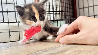 おもちゃのカケラを必死で守る子猫が笑っちゃうほど可愛い【ポノfam物語#17】The kitten frantically defending his toy was too cute.