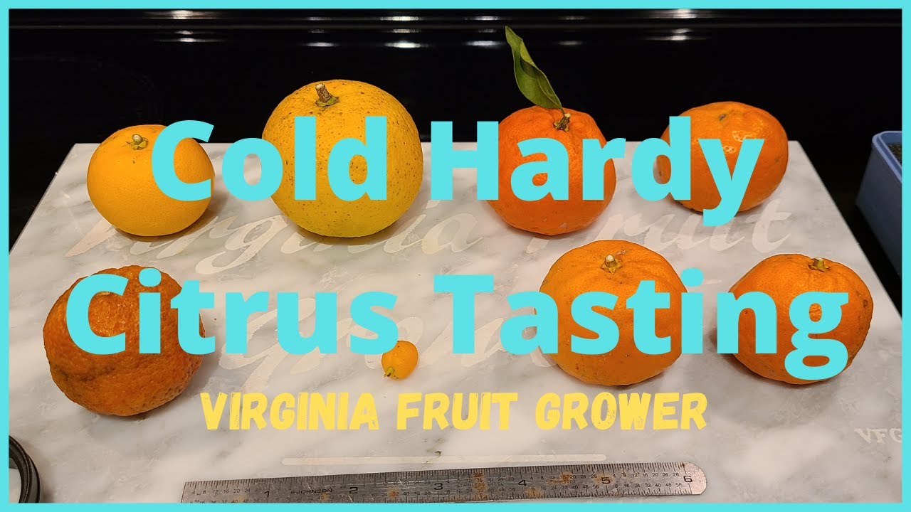 Дегустация редких цитрусовых сортов OP Nagami, Honey Changsha, Dimicelli, Gou Tou и Clementino Ru...