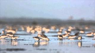 Amazing Birds: Western Sandpipers