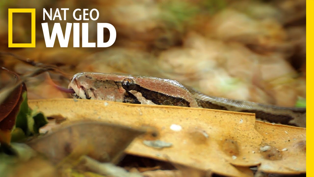 The Longest Venomous Snake, Snakes SOS: Goa's Wildest