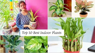 Top 10 Lucky Indoor plants / বাস্ত অনুযায়ী কি কি Indoor plant বাড়িতে লাগাতে পারেন / #myvlogmytips screenshot 3