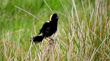 Ontario Birdsong: Bobolink Song