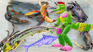 Kem Ốc Chanel ra đồng bắt cá sấu hỏa tiễn, quái vật cá sấu, cứu con cua, cá trê, cá chuối, con mèo.