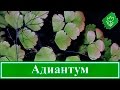 Папоротник адиантум – уход в домашних условиях: пересадка, размножение, приметы; венерин волос