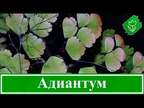 Папороть адіантум – догляд у домашніх умовах: пересадка, розмноження, прикмети; венерине волосся