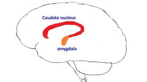 Conformity effect - Leader decisions from psychology and neuroscience perspectives