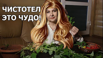 Растет под нашими ногами. Что за растение? для чего? ЧИСТОТЕЛ..Врачи пьют вместо таблеток.А ты знал?