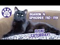 ICYMI Caturday! * Lucky Ferals S4 Episodes 110 - 119 * Cat Family Vlog