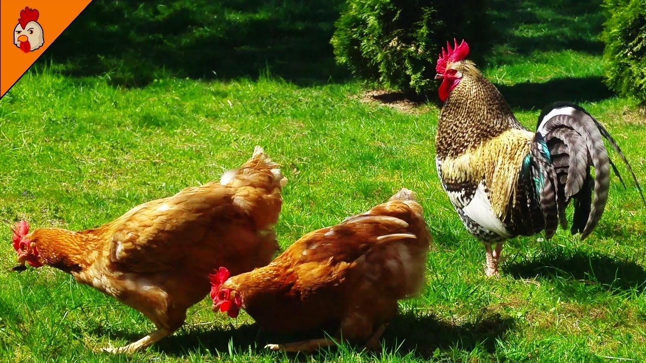 Видео про куриц. Звук курицы. How do you Sound like Chicken.