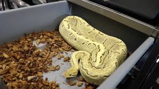 UPDATE ON OUR 2018 BALL PYTHON SEASON! Net Worth