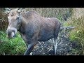 In front of the camera trap during two weeks in October