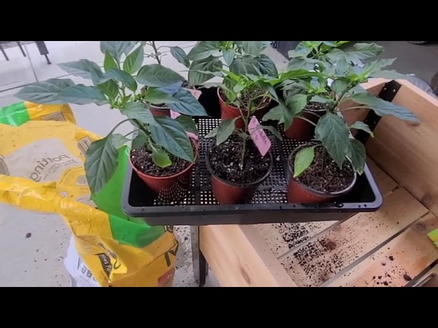 Transplanting Pepper Seedlings in the Burgh