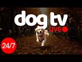 Dog TV - 개를 위한 논스톱 음악 및 엔터테인먼트 - 연중무휴 24시간 개 엔터테인먼트