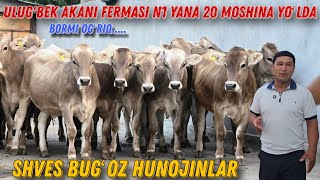 : Ulug'bek Akani FERMASI Shves Hunojinlar  Hammaga Shunday Mollar Nasib Qilsin 