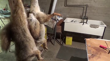 Coyote Snaring - TrapperFURever - Season 2 Episode 1 - First land fur of the season