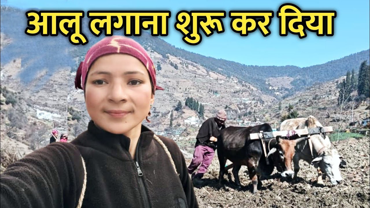 पहाड़ों में आजकल आलू बोने का काम चल रहा है ll Pahadi Life Style ll Village Vlog ll @mohanibisht9538 