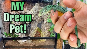 I GOT MY DREAM LIZARD! Green Tree Monitor