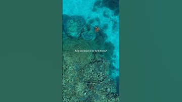 THE TURTLE THEORY 🐢