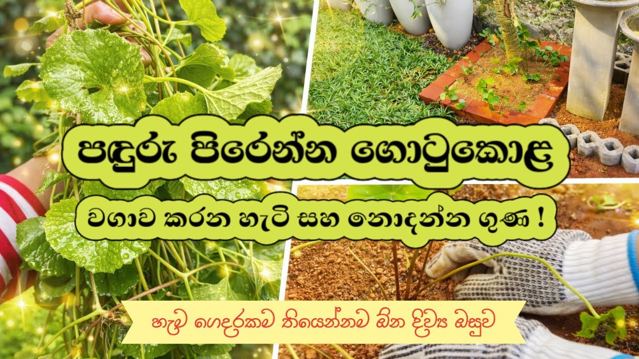 ගොටුකොළ පඳුරු වගාවේදී අපිට මගහැරෙන රහස් සියල්ලම🌱🤩Full Guide to Grow Gotukola at Home🏡🪴 #gardening 