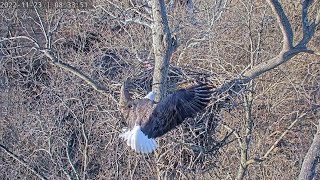 Dulles Greenway Eagles: 'A Squirrel at Play' (short - best on a large screen) by C Mitchell 825 views 1 year ago 2 minutes, 13 seconds