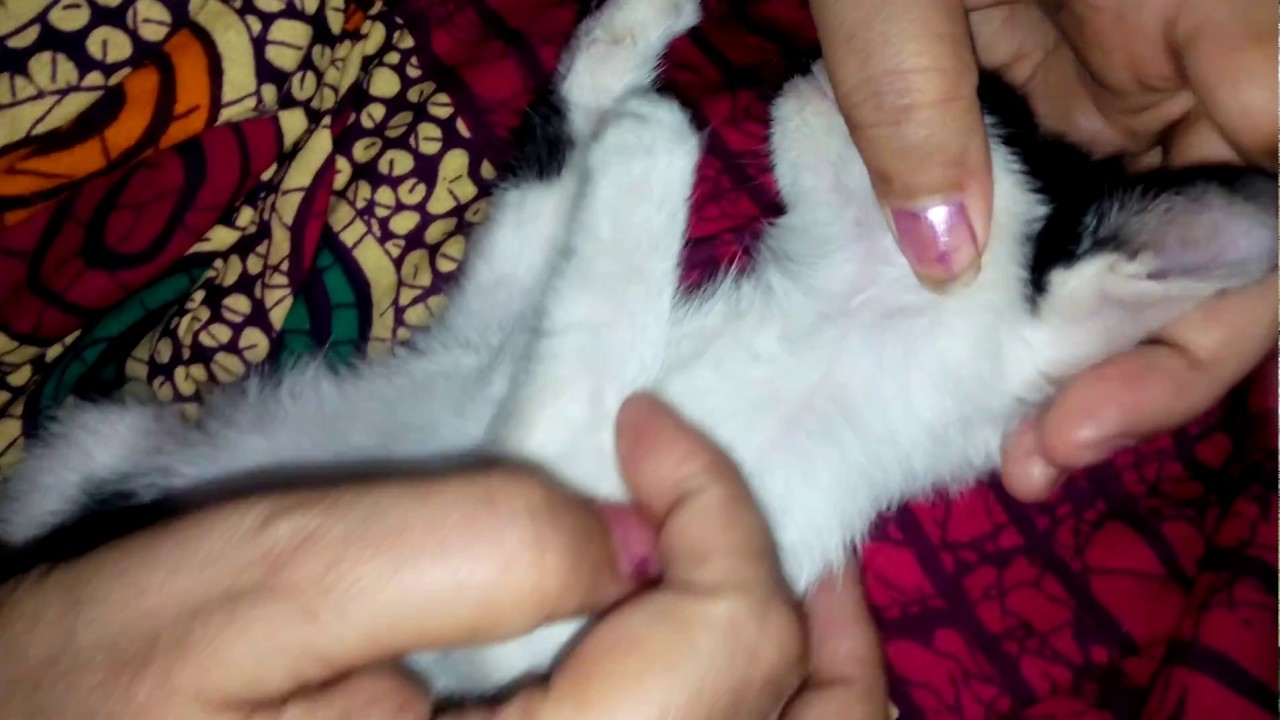 My Mom searching for Fleas on MY White kitten and Black Kitten 