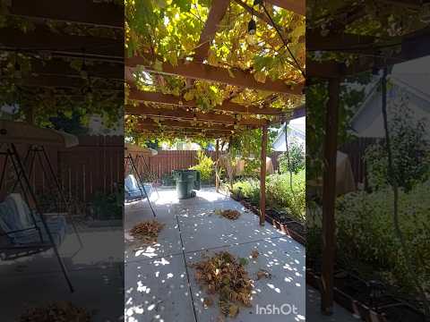 #двор #огород #уборка #шортс #дача #shorts #shortvideo #garden #cleaning #gardening #shortfeed
