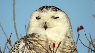 Filming the Feathers: Snowy Owls (Day 6)