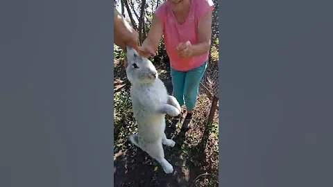 поймал зайца на даче несу за уши