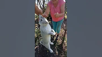 поймал зайца на даче несу за уши