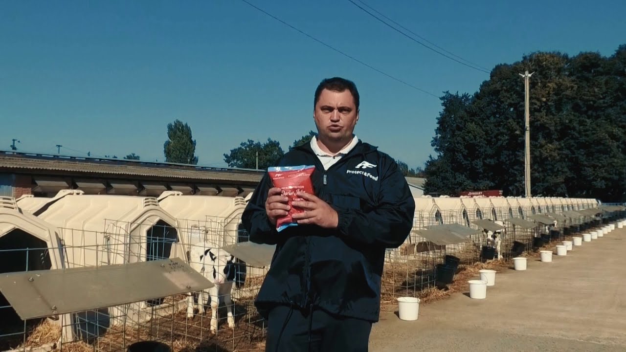 КОРМЛЕНИЕ ТЕЛЯТ С РОЖДЕНИЯ МИКРОНУТРИЕНТ МИЛК СПАРК - YouTube