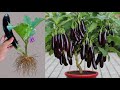 Unique Technique: For Growing Brinjal Tree with banana and Aloe Vera