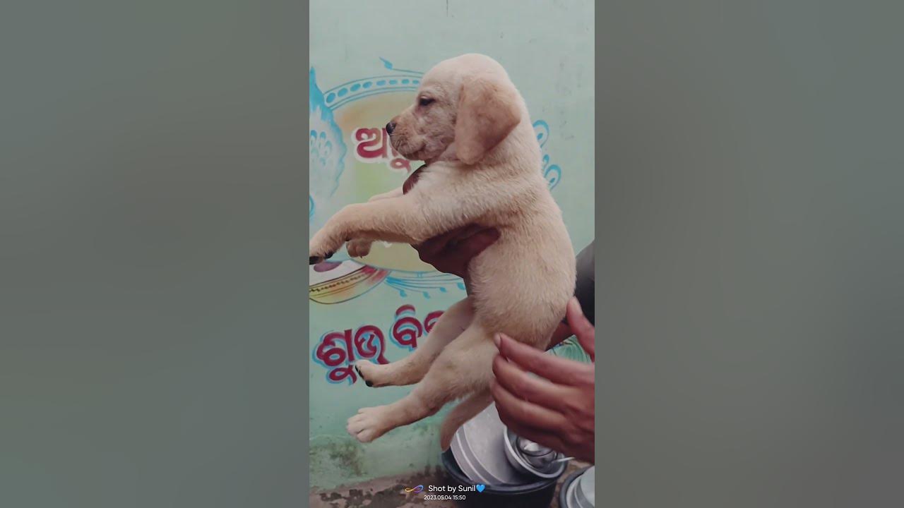 Labrador puppy available narasinghpur cuttack YouTube