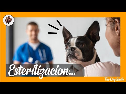 Video: ¿Cuánto cuesta esterilizar a tu perra?