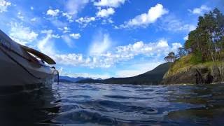 Great schools of anchovy in Howe Sound