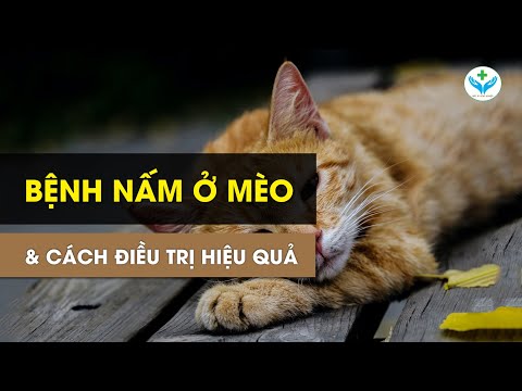 Video: Đăng ký một con mèo như một động vật hỗ trợ cảm xúc