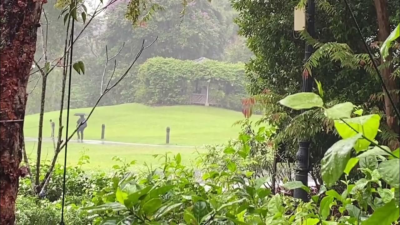 Raining morning at Botanic Gardens, Singapore YouTube