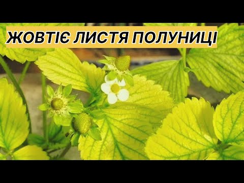 Хлорозить полуниця,що робити?Причини