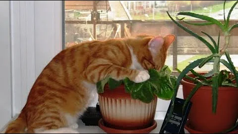 Отец семейства купил кактус, чтобы отучить кота залезать на стол.  Но что то пошло не так!