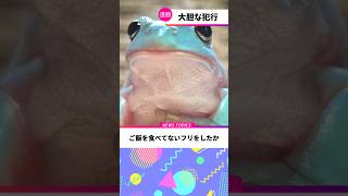 #aianimation #frog #shortvideo #動物好き #癒し動画 #ai